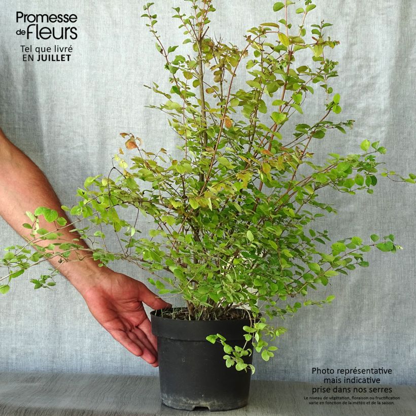 Amostra de Symphoricarpos doorenbosii Amethyst Vaso de 2 L/3 L tal como entregue no verão