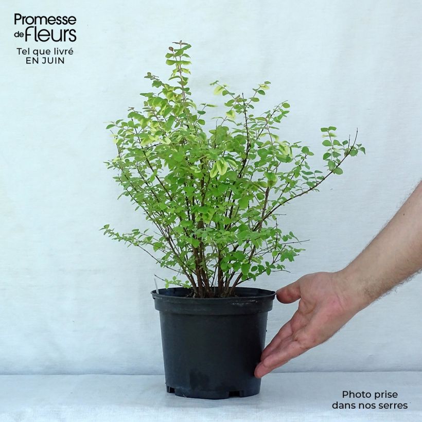 Amostra de Symphoricarpos doorenbosii Magic Berry Vaso de 2 L/3 L tal como entregue no verão