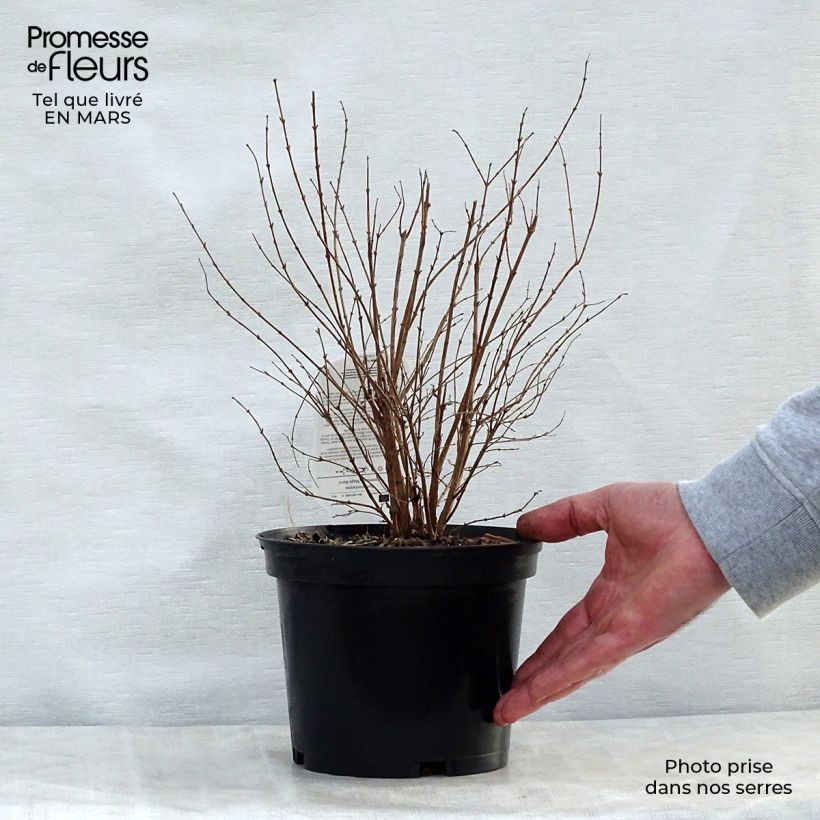 Amostra de Symphoricarpos doorenbosii Magic Berry Vaso de 2 L/3 L tal como entregue na primavera