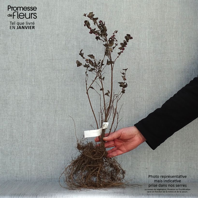 Amostra de Symphoricarpos doorenbosii Magic Berry Raízes nuas tal como entregue no inverno