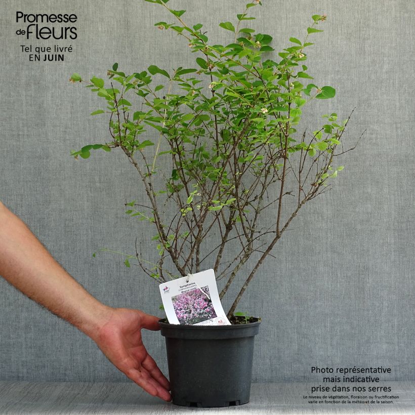 Amostra de Symphoricarpos doorenbosii Magical Candy Vaso de 2 L/3 L tal como entregue no verão