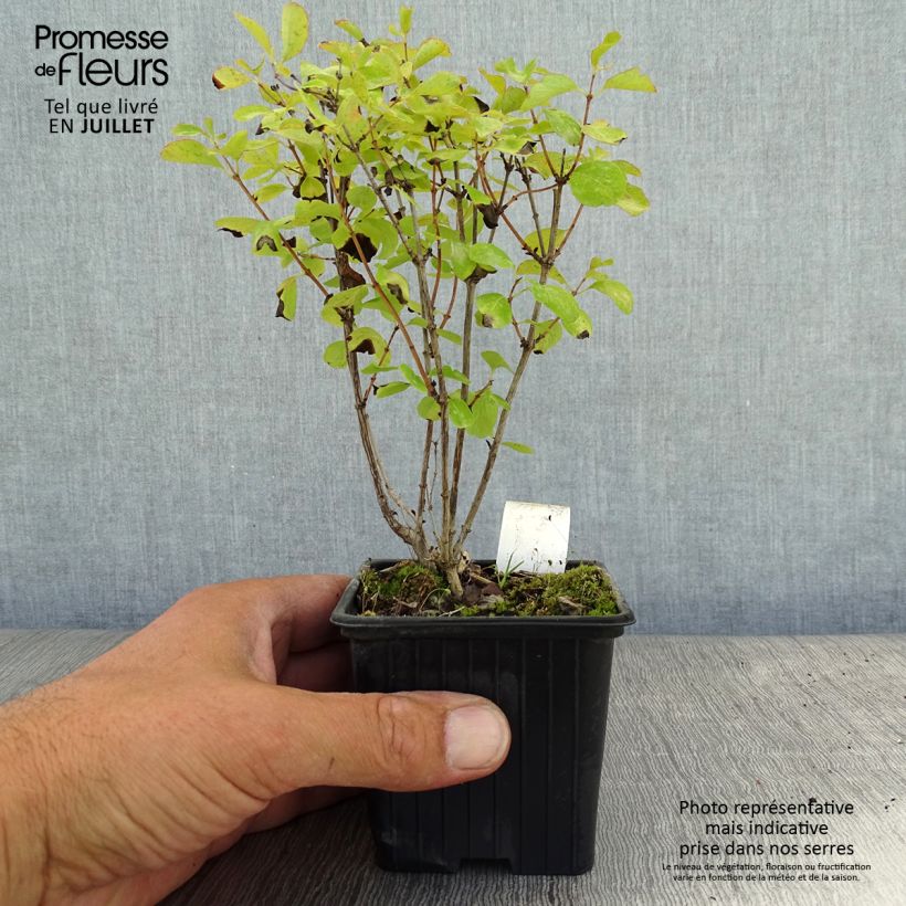 Amostra de Symphoricarpos doorenbosii White Hedge Vaso de 8/9 cm tal como entregue no verão