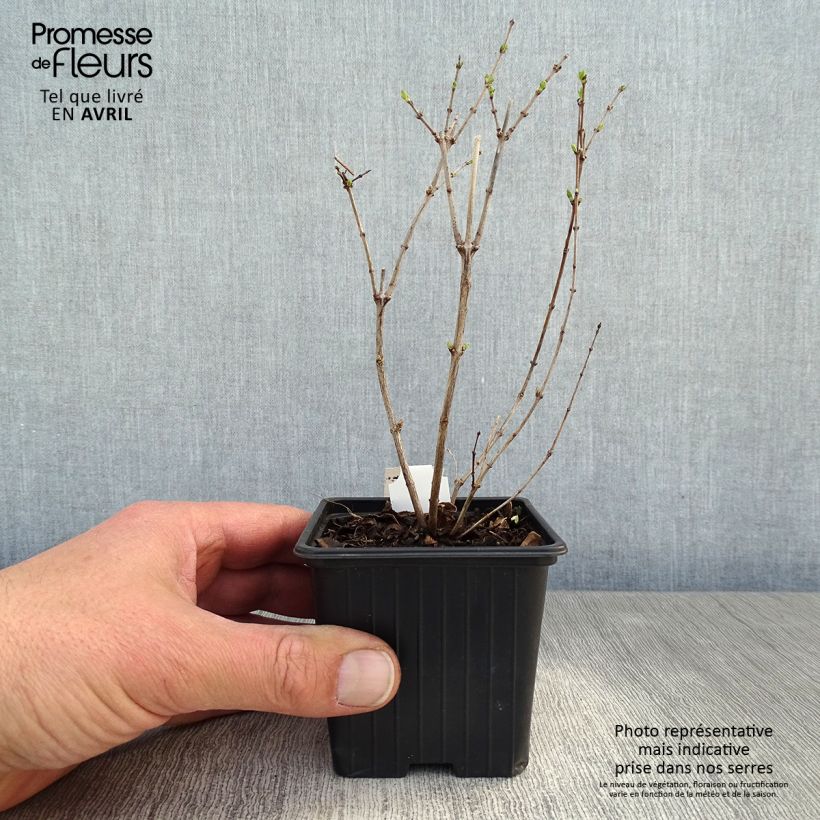 Amostra de Symphoricarpos doorenbosii White Hedge Vaso de 8/9 cm tal como entregue na primavera