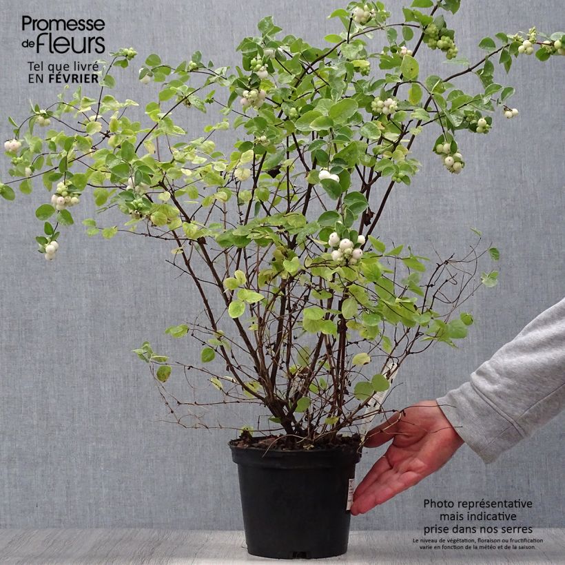 Amostra de Symphoricarpos doorenbosii White Hedge Vaso de 2 L/3 L tal como entregue no outono