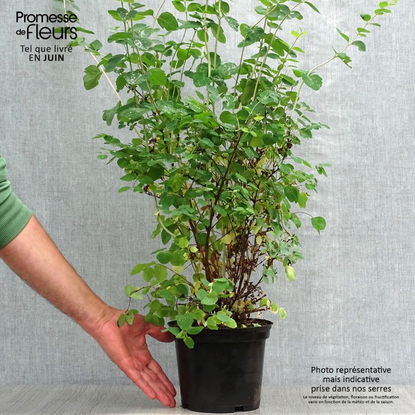Amostra de Symphoricarpos doorenbosii White Hedge Vaso de 2 L/3 L tal como entregue no verão