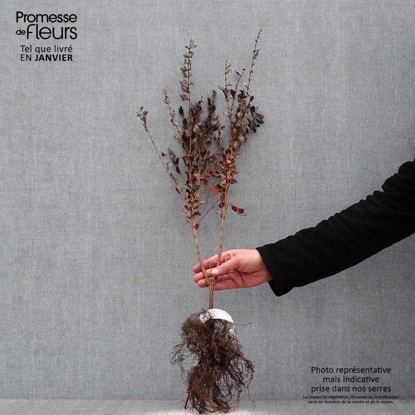 Amostra de Symphorine - Symphoricarpos orbiculatus Raízes nuas tal como entregue no inverno