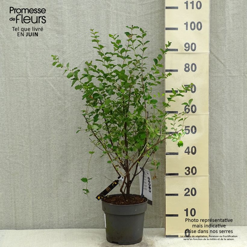 Amostra de Symphoricarpos orbiculatus Symphony Rave Vaso de 4 L/5 L tal como entregue na primavera