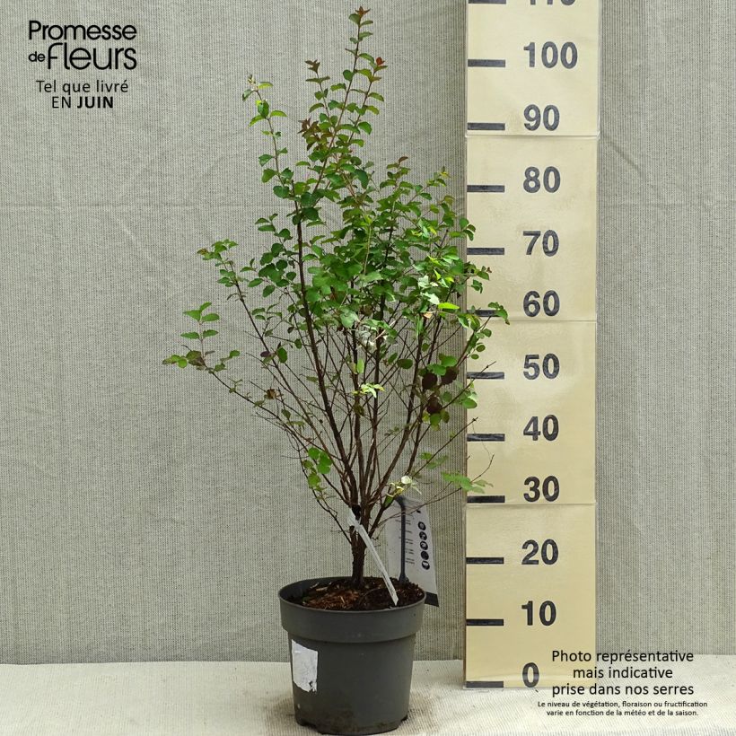 Amostra de Symphoricarpos orbiculatus Symphony Rock Vaso de 4 L/5 L tal como entregue na primavera