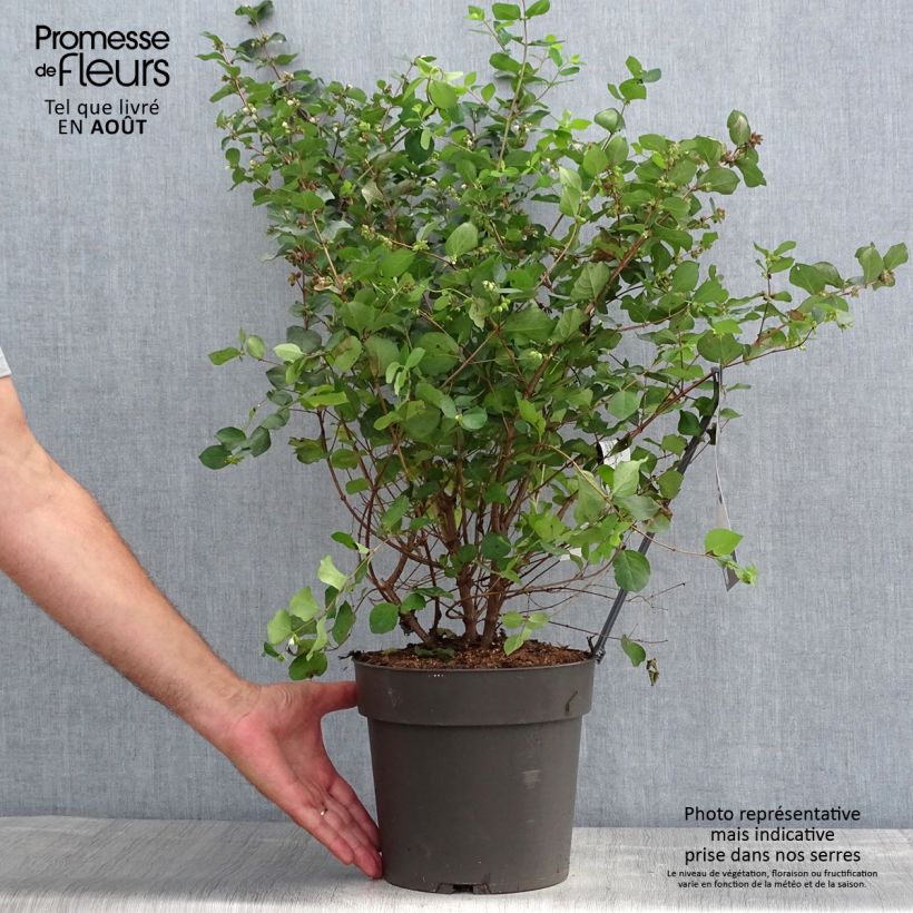 Amostra de Symphoricarpos orbiculatus Symphony Rumble Vaso de 4 L/5 L tal como entregue no verão