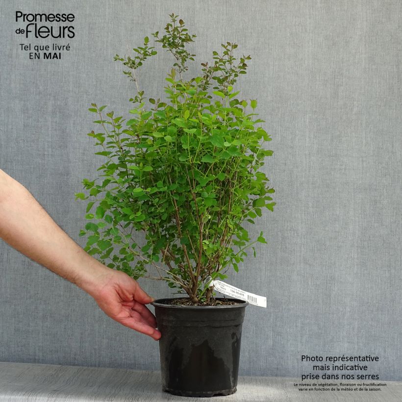 Amostra de Symphoricarpos Magical Sweet Vaso de 4 L/5 L tal como entregue na primavera