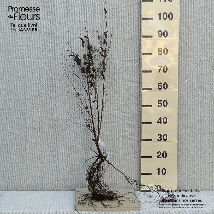 Amostra de Symphorine blanche - Symphoricarpos albus var. laevigatus Raízes nuas tal como entregue no inverno