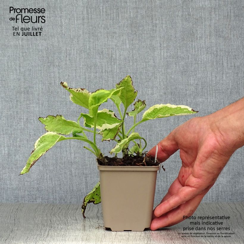 Amostra de Symphytum Goldsmith Vaso de 8/9 cm tal como entregue no verão