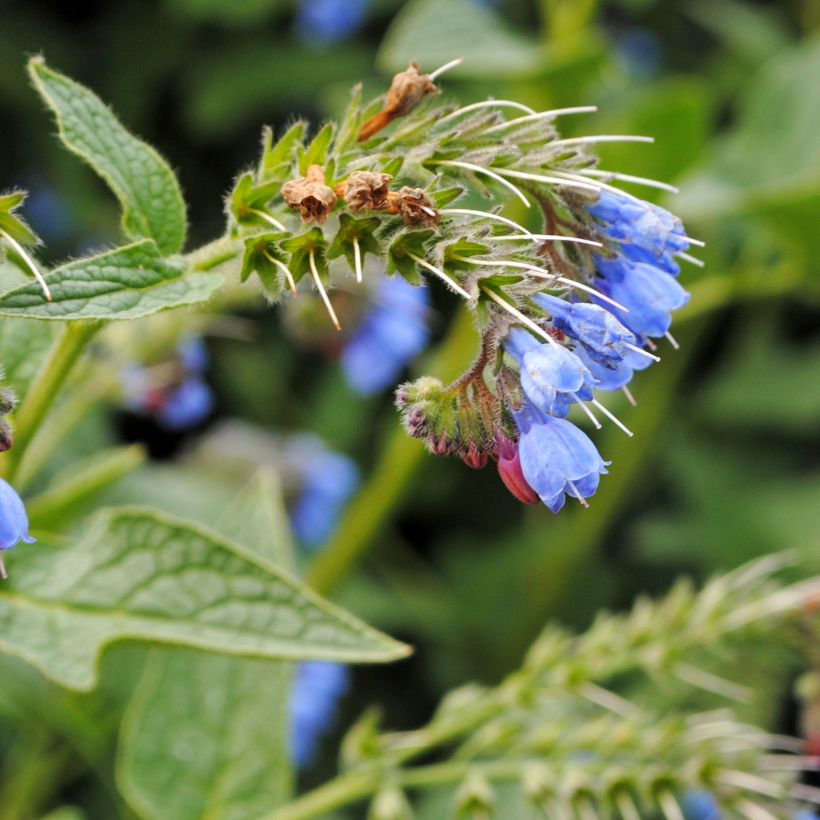 Symphytum azureum - Consolda-russa (Floração)