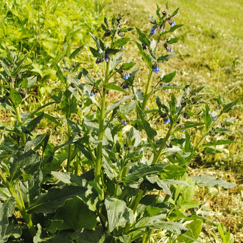 Symphytum azureum - Consolda-russa (Hábito)