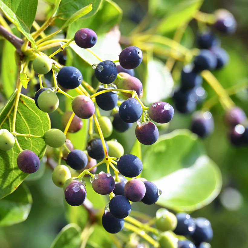 Symplocos paniculata (Colheita)
