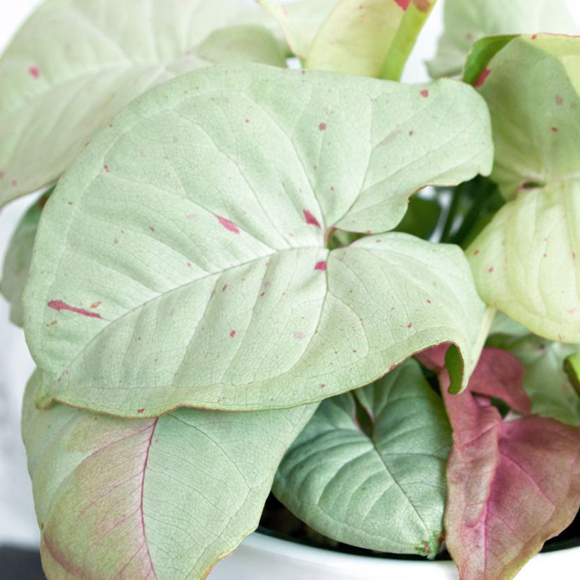 Singónio Confetti - Syngonium podophyllum (Folhagem)