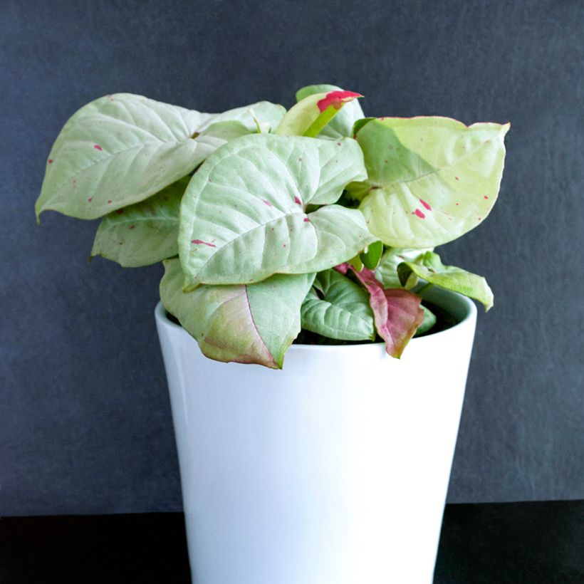 Singónio Confetti - Syngonium podophyllum (Hábito)