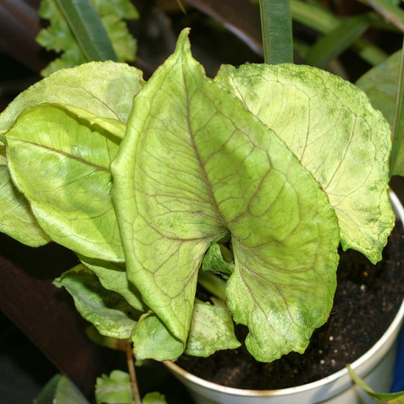 Singónio Golden Allusion - Syngonium podophyllum (Folhagem)