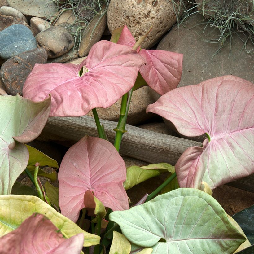 Singónio Neon Robusta - Syngonium podophyllum (Folhagem)