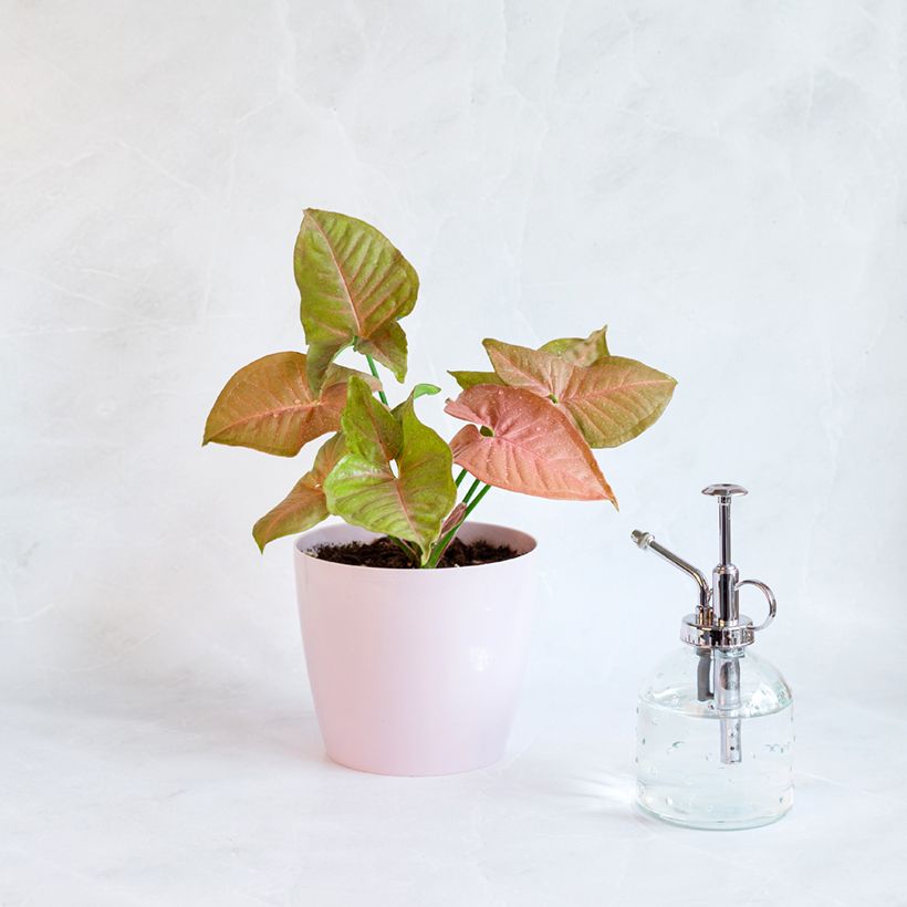 Singónio Neon Robusta - Syngonium podophyllum (Hábito)