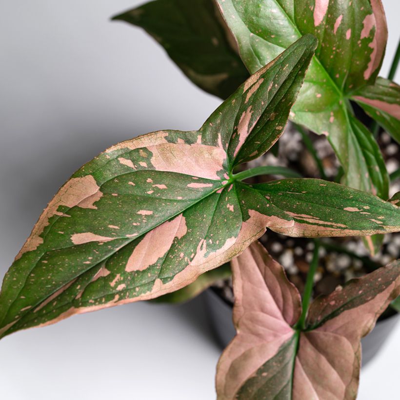Syngonium podophyllum Pink Splash - Singónio (Folhagem)