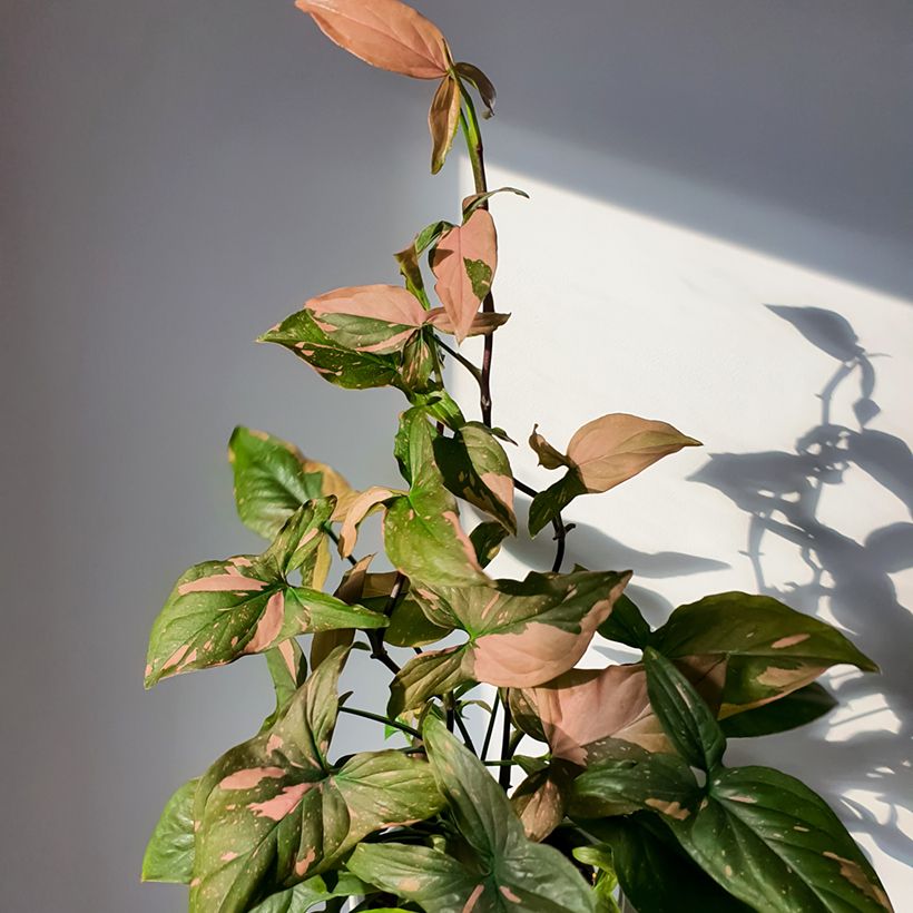 Syngonium podophyllum Pink Splash - Singónio (Hábito)