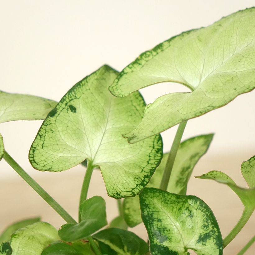Syngonium podophyllum Snow White - Singónio (Folhagem)