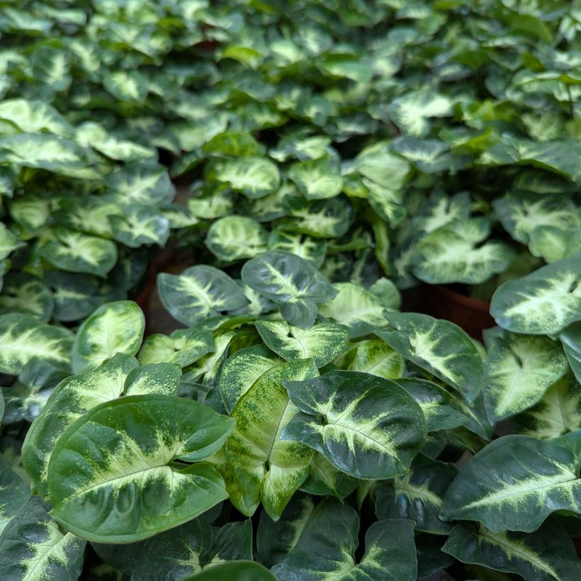 Singónio Pixie (Folhagem)