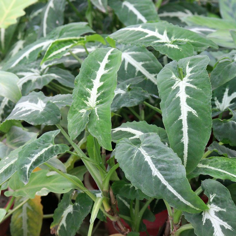 Syngonium wendlandii - Singónio (Folhagem)