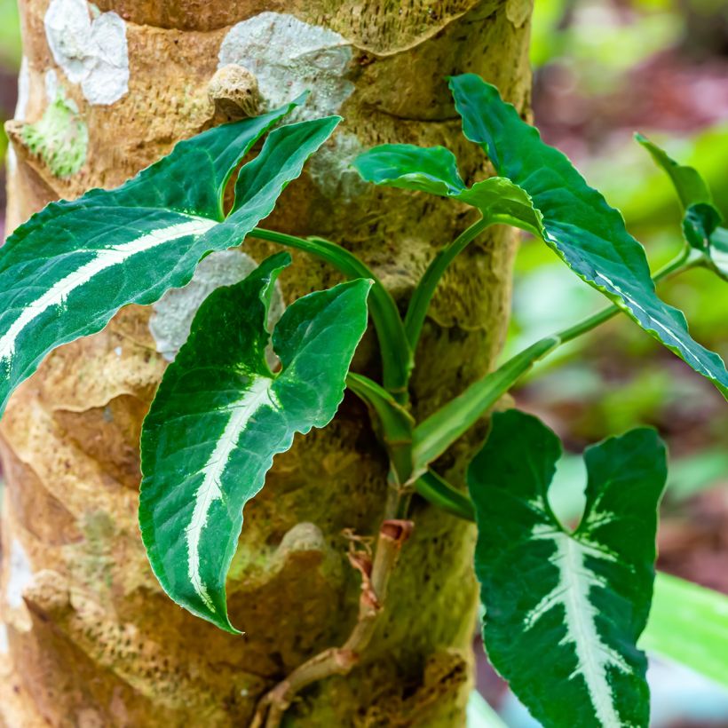 Syngonium wendlandii - Singónio (Hábito)