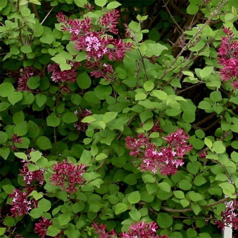 Syringa Bloomerang Dark Purple (Folhagem)