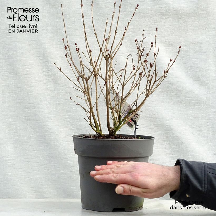 Amostra de Lilas Bloomerang Pink Perfume - Syringa nain hybride remontant Vaso de 2 L/3 L tal como entregue no inverno