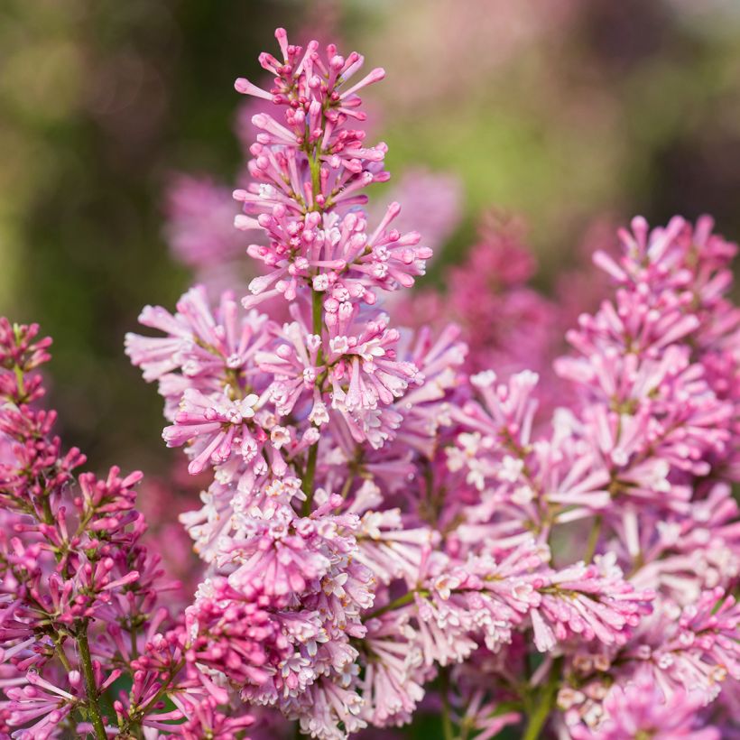 Syringa prestoniae Pinktini (Floração)