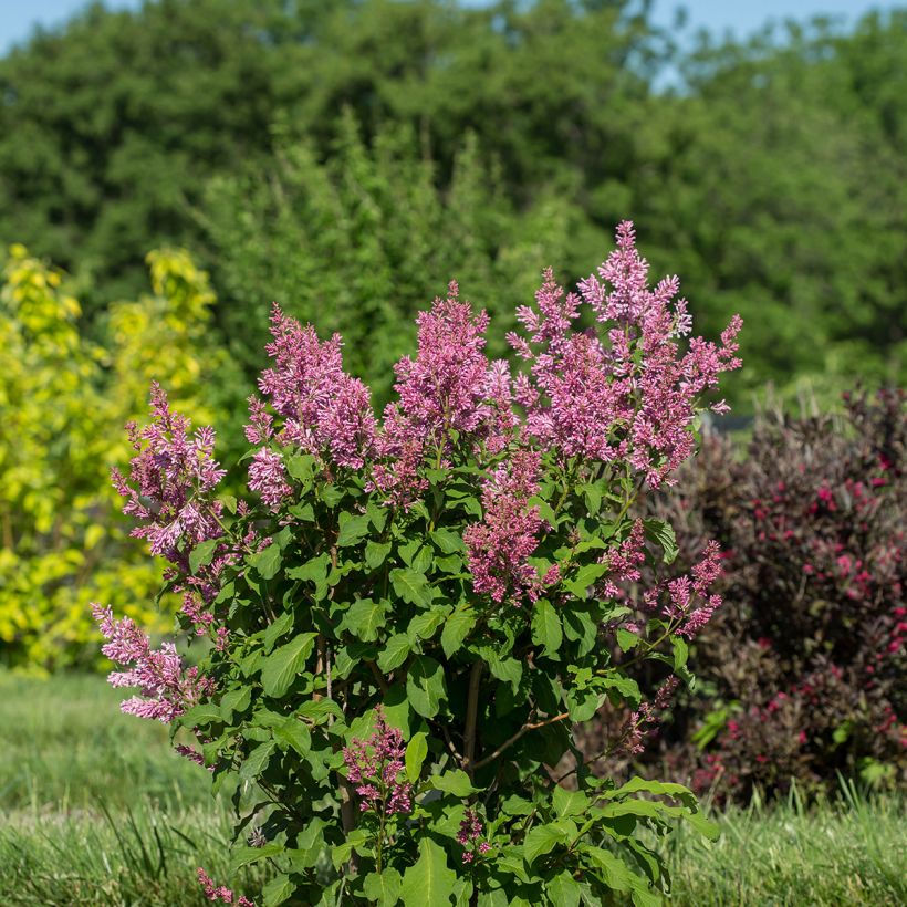 Syringa prestoniae Pinktini (Hábito)