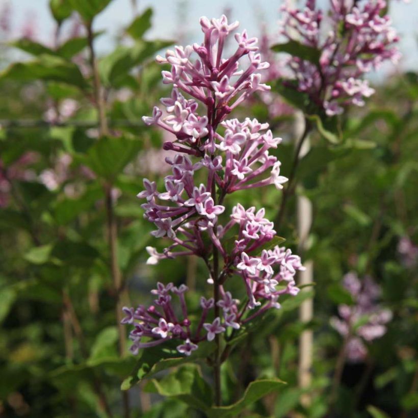 Syringa velutina Josée (Floração)