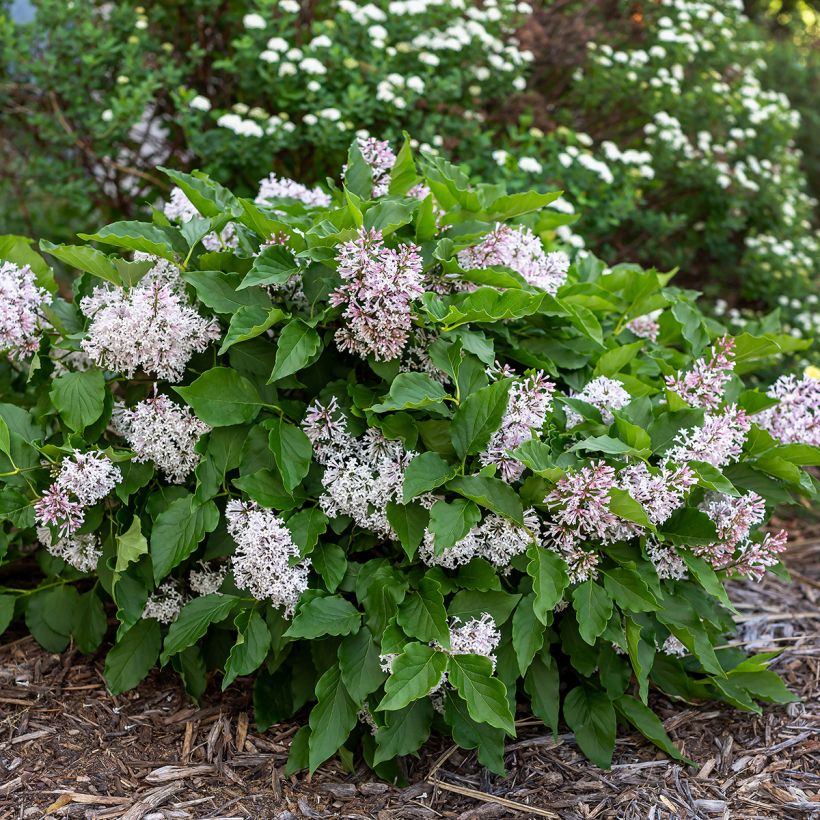 Syringa Little Lady (Hábito)