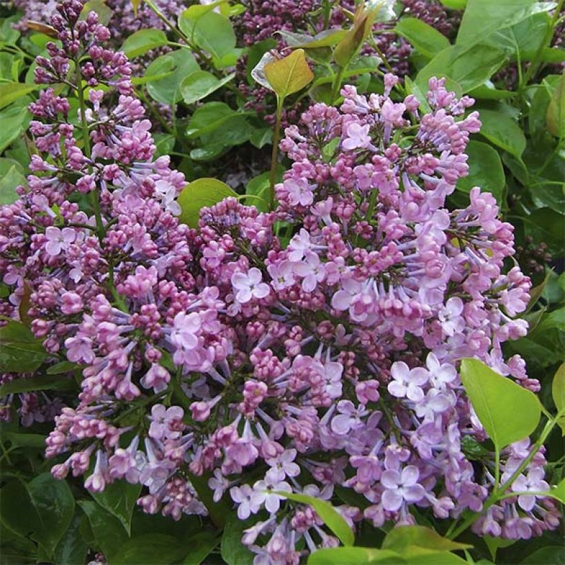 Syringa hyacinthiflora Maiden's Blush (Floração)