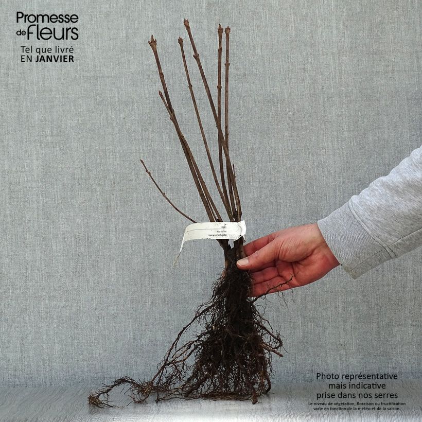 Amostra de Syringa josikaea - Lilás da Hungria Raízes nuas tal como entregue no inverno