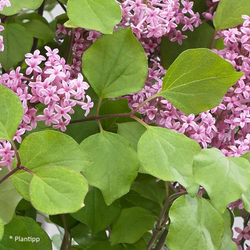 Syringa meyeri Flowerfesta Pink (Folhagem)