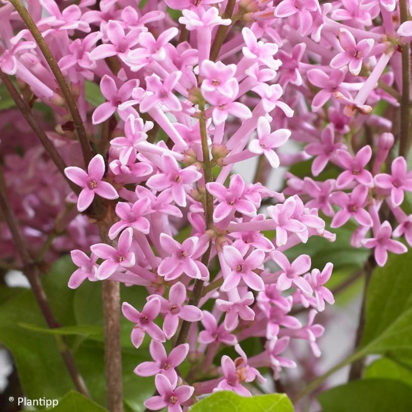 Syringa meyeri Flowerfesta Pink (Floração)