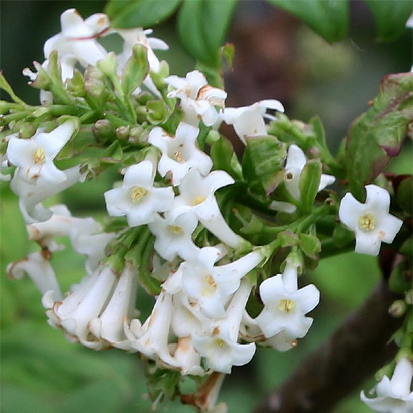 Syringa pinnatifolia - Lilás-da-pérsia (Floração)