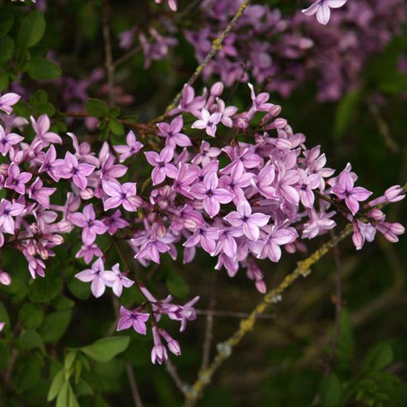 Syringa protolaciniata Kabul (Floração)