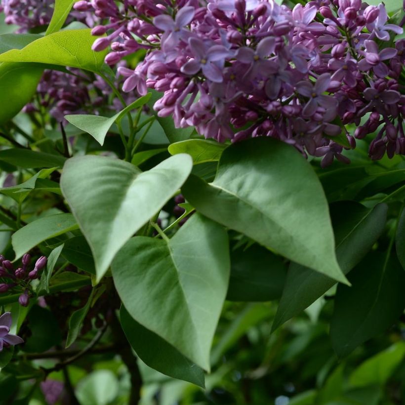 Syringa vulgaris - Lilás (Folhagem)