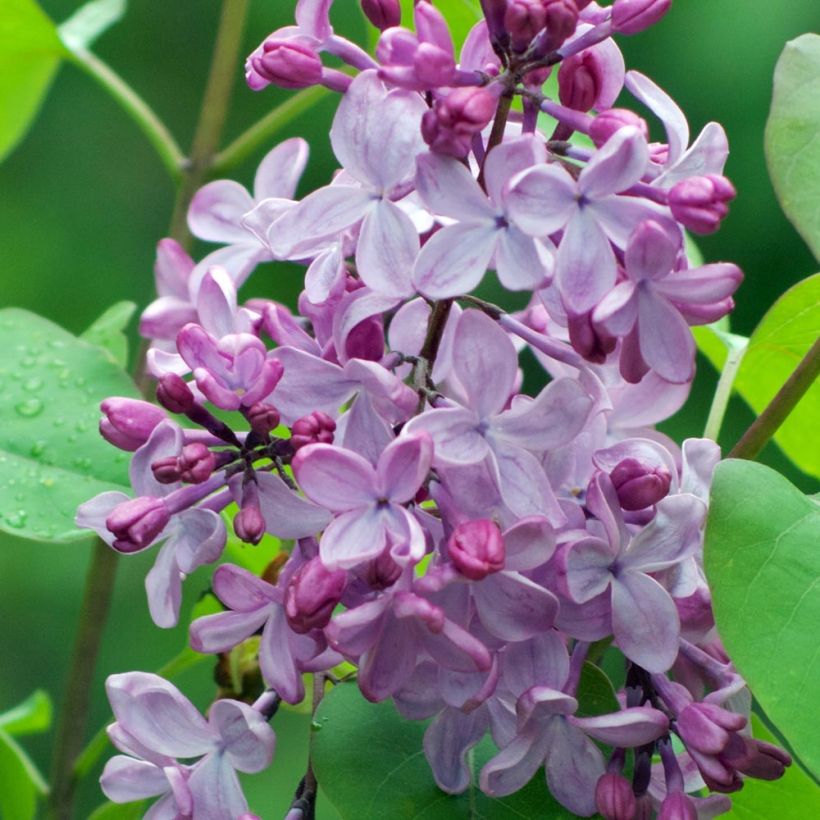 Syringa vulgaris - Lilás (Floração)