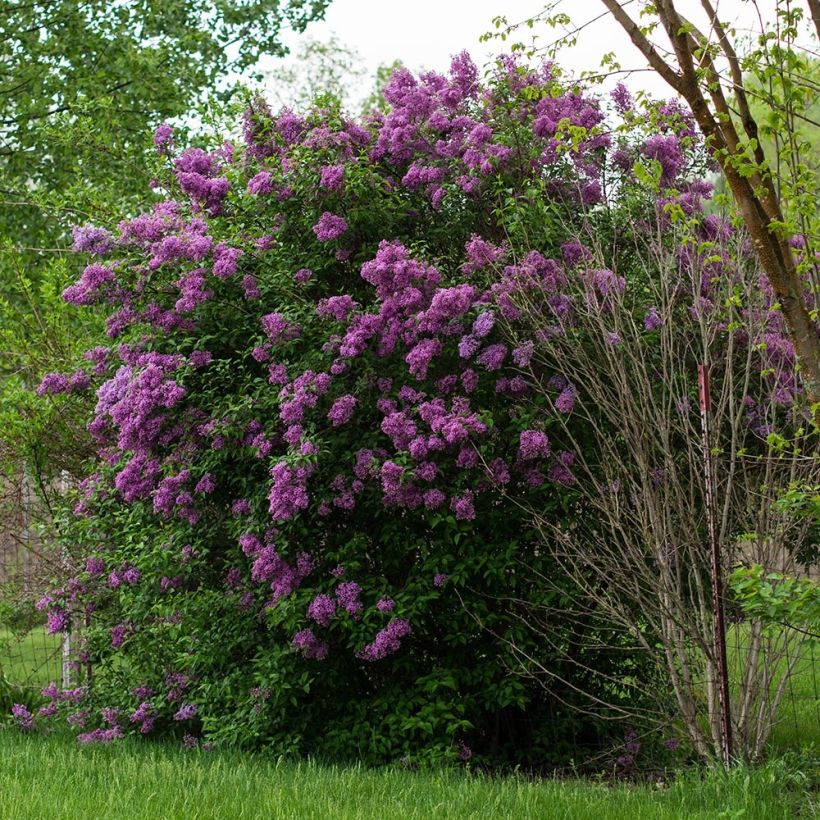 Syringa vulgaris - Lilás (Hábito)