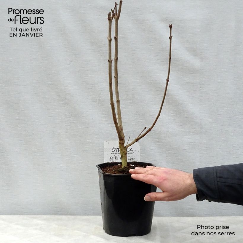 Amostra de Syringa vulgaris Belle de Moscou Vaso de 4 L/5 L tal como entregue no inverno