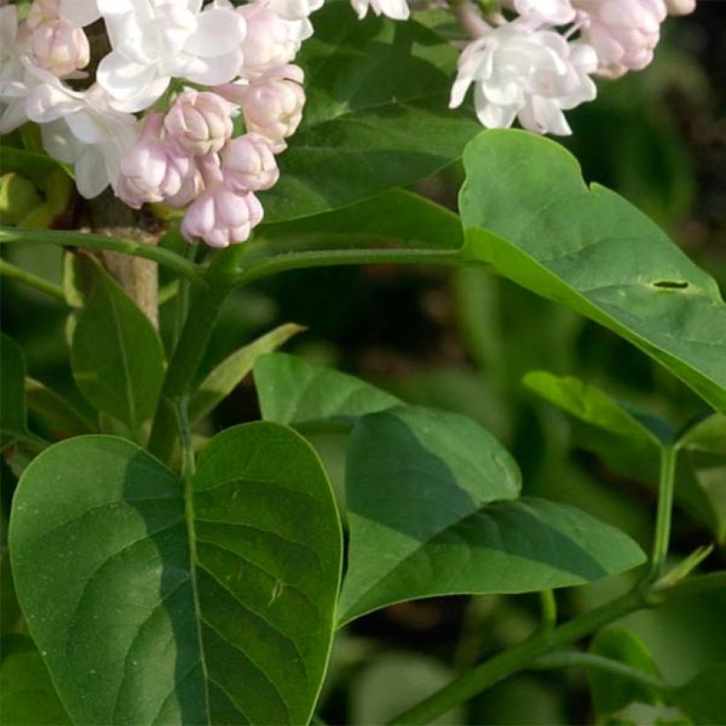Syringa vulgaris Belle de Moscou (Folhagem)