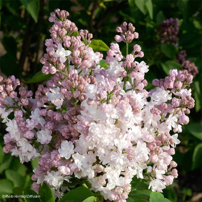 Syringa vulgaris Belle de Moscou (Floração)