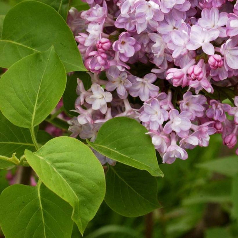Syringa vulgaris Belle de Nancy (Folhagem)