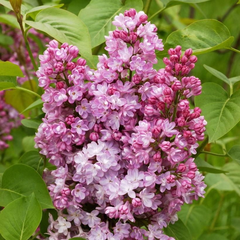 Syringa vulgaris Belle de Nancy (Floração)